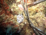 mbramini
