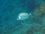 Categoria Pesce