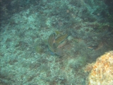 Categoria Pesce