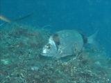 Categoria Pesce