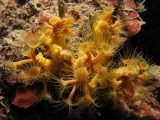 Macro
