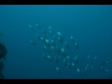 Pesce