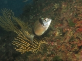 Pesce - 3° Classificato
