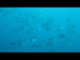 Pesce