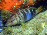 sciarrano