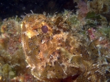 scorfano