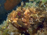scorfano2