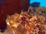 scorfano3