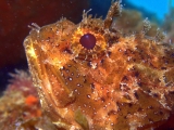 scorfano4