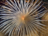 spirografo2