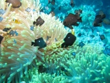 anemoni