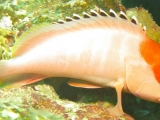 cernia-dalla-punta-nera