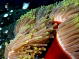 che anemone