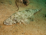 coccodrillo