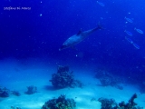 delfino