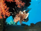 lionfish-1