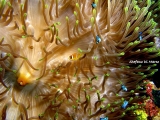 nemo