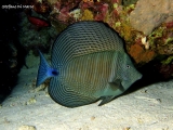 pesce-chirurgo-a-vela