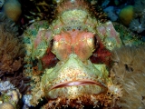 pesce-pietra