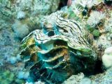 tridacna